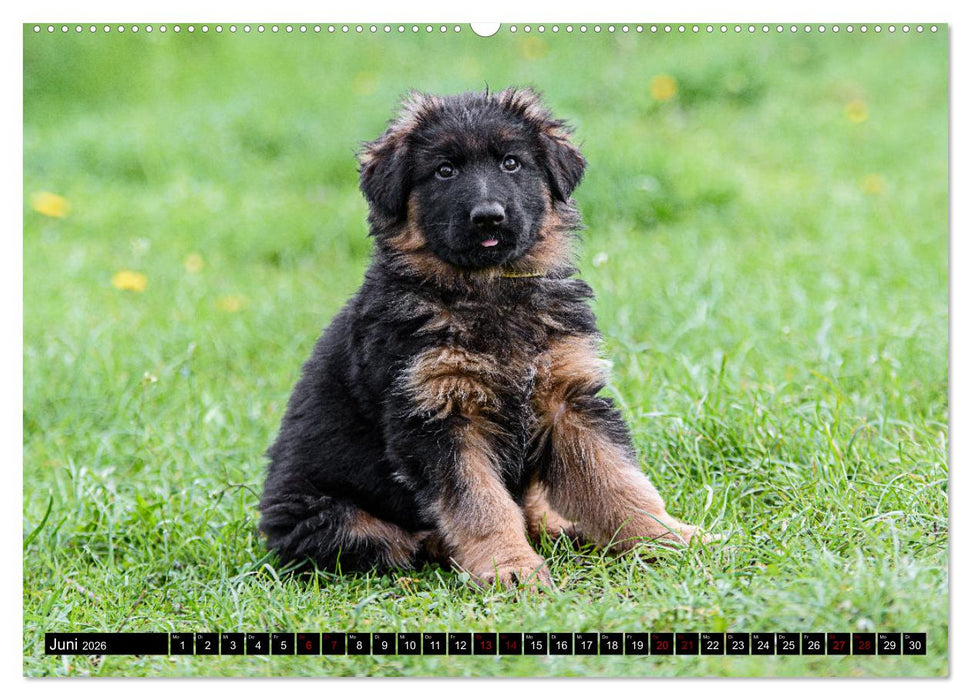 Langstockhaar - Schäferhund - Babys (CALVENDO Premium Wandkalender 2026)