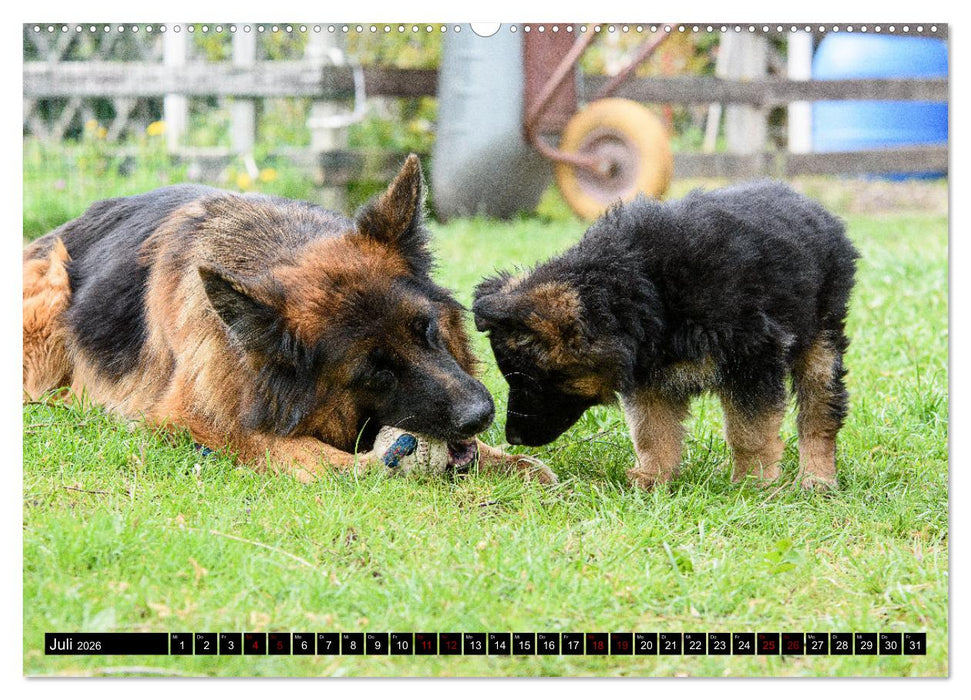 Langstockhaar - Schäferhund - Babys (CALVENDO Premium Wandkalender 2026)