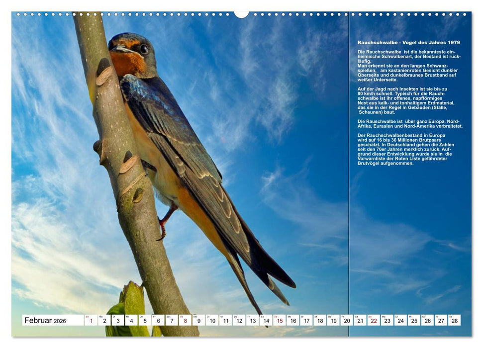 Heimische Vögel des Jahres (CALVENDO Wandkalender 2026)