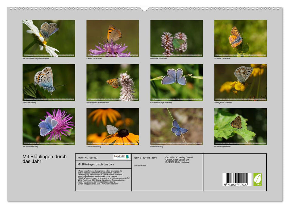 Mit Bläulingen durch das Jahr (CALVENDO Premium Wandkalender 2026)