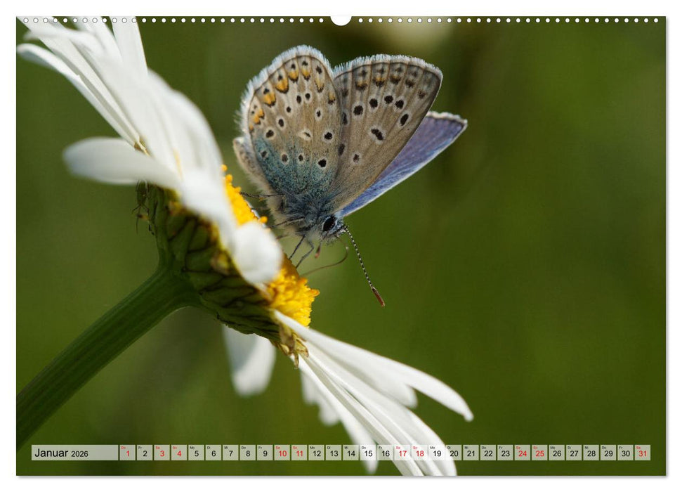Mit Bläulingen durch das Jahr (CALVENDO Premium Wandkalender 2026)