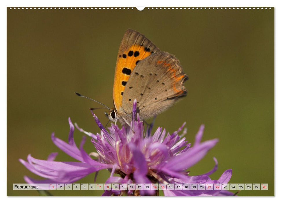 Mit Bläulingen durch das Jahr (CALVENDO Premium Wandkalender 2026)