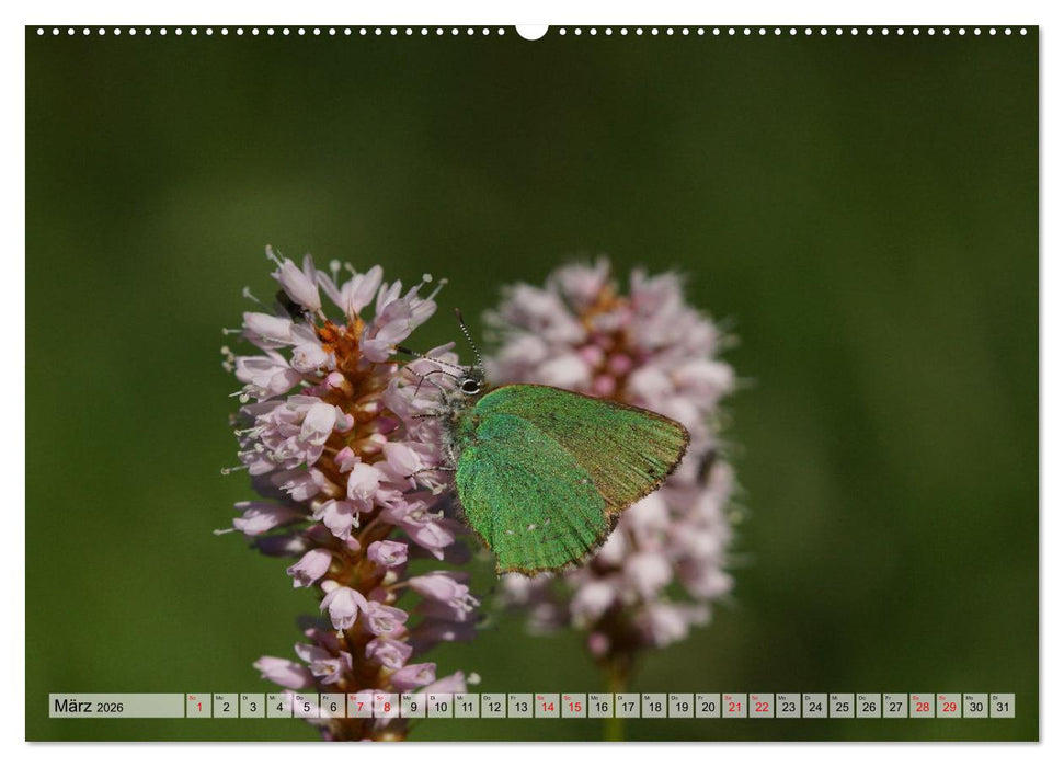 Mit Bläulingen durch das Jahr (CALVENDO Premium Wandkalender 2026)