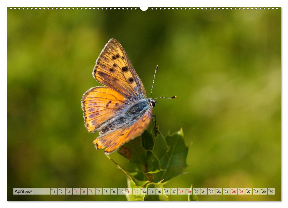 Mit Bläulingen durch das Jahr (CALVENDO Premium Wandkalender 2026)