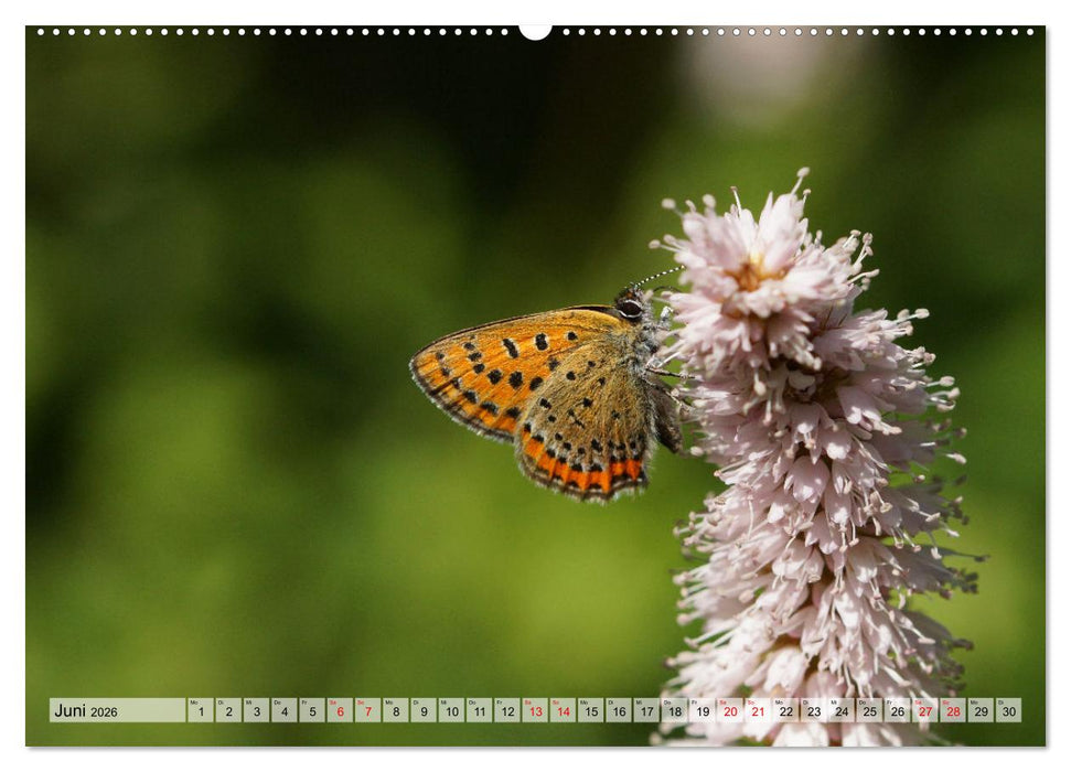 Mit Bläulingen durch das Jahr (CALVENDO Premium Wandkalender 2026)