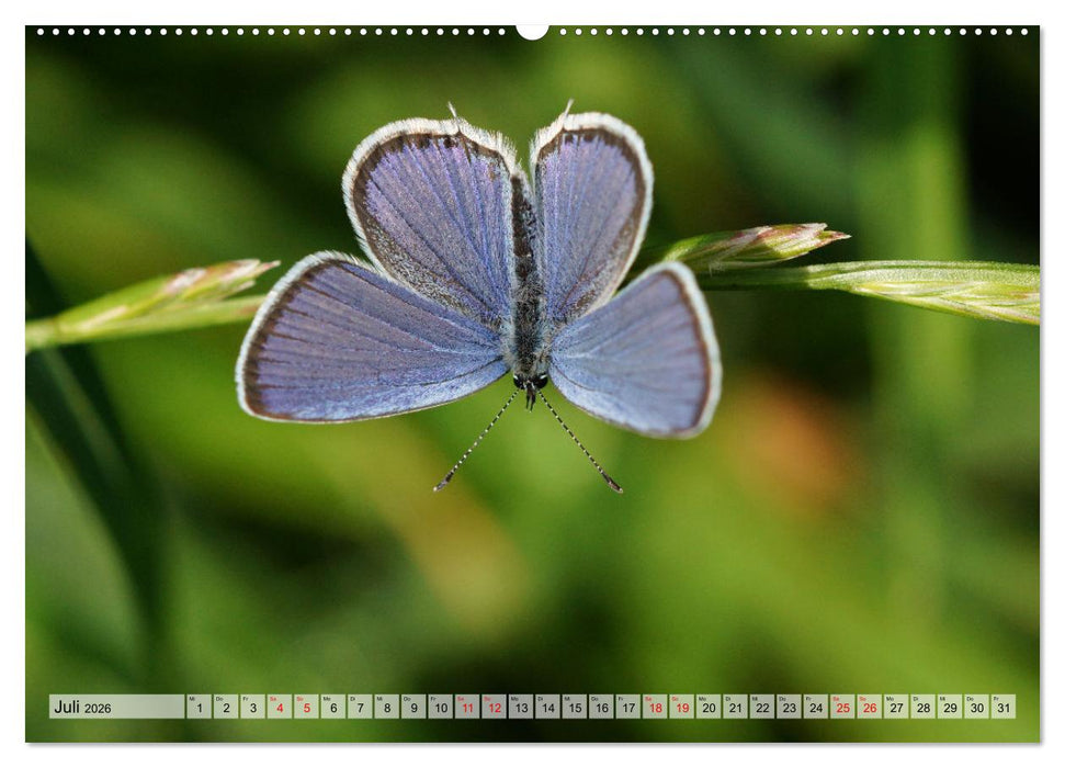 Mit Bläulingen durch das Jahr (CALVENDO Premium Wandkalender 2026)
