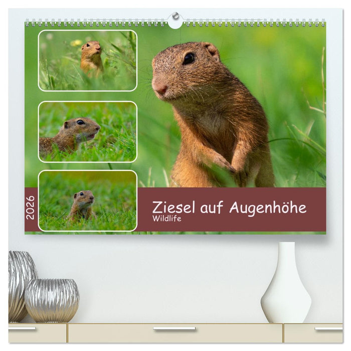 Ziesel auf Augenhöhe (CALVENDO Premium Wandkalender 2026)