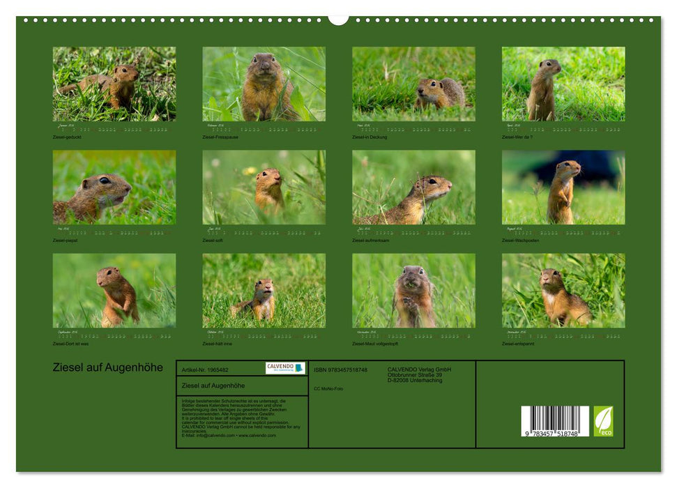Ziesel auf Augenhöhe (CALVENDO Premium Wandkalender 2026)