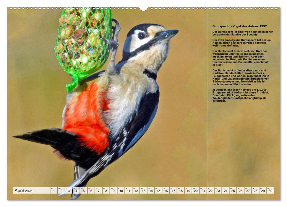 Heimische Vögel des Jahres (CALVENDO Premium Wandkalender 2026)