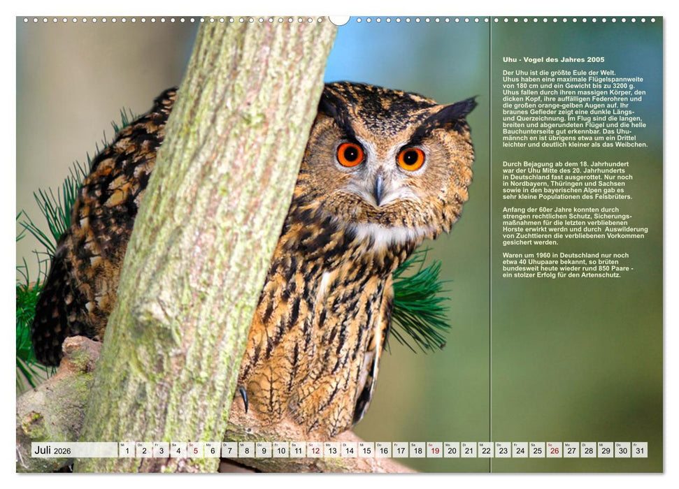 Heimische Vögel des Jahres (CALVENDO Premium Wandkalender 2026)