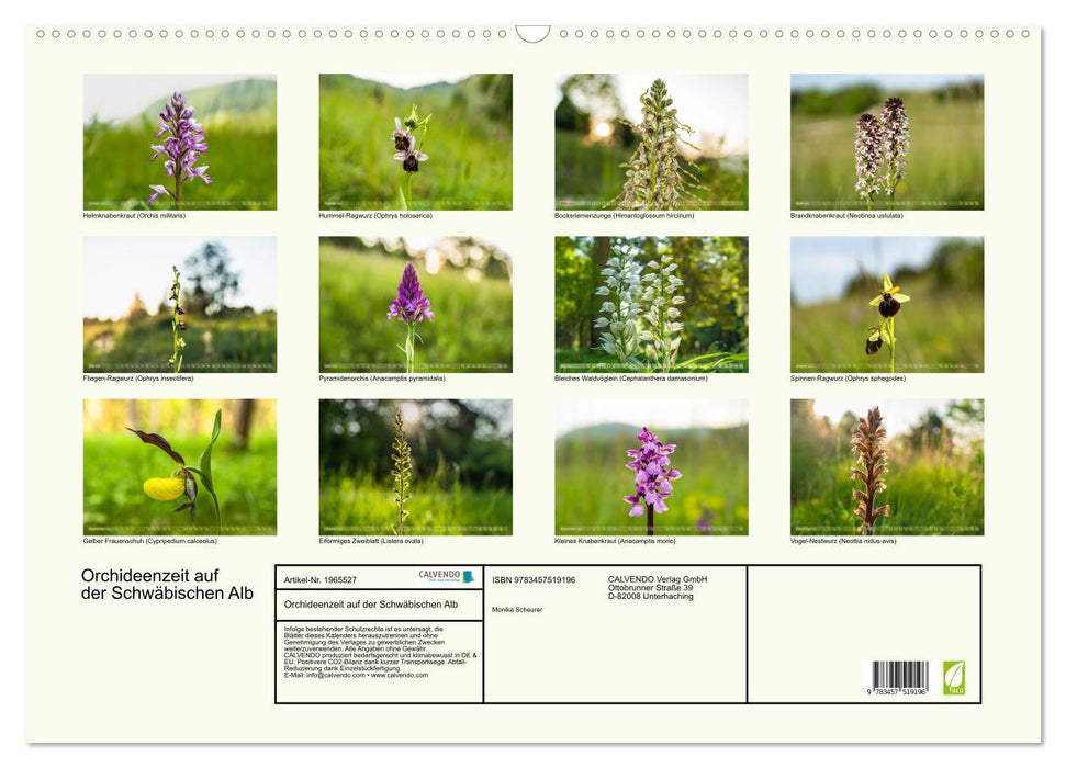 Orchideenzeit auf der Schwäbischen Alb (CALVENDO Wandkalender 2026)