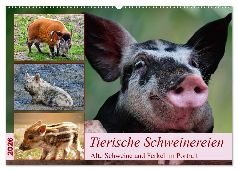 Tierische Schweinereien (CALVENDO Wandkalender 2026)
