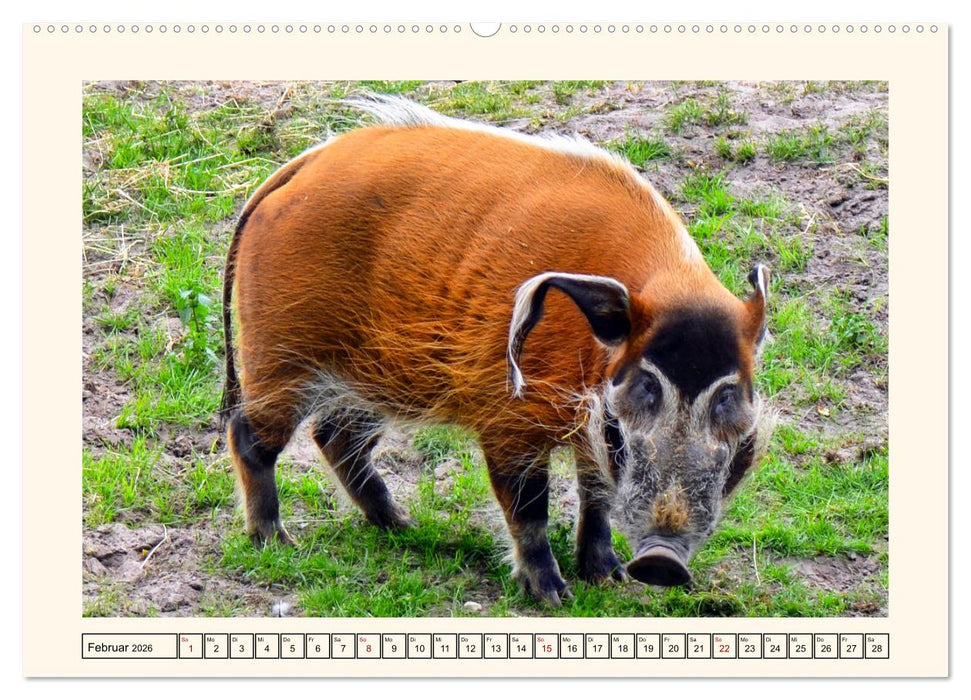 Tierische Schweinereien (CALVENDO Wandkalender 2026)