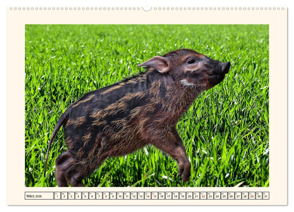 Tierische Schweinereien (CALVENDO Wandkalender 2026)