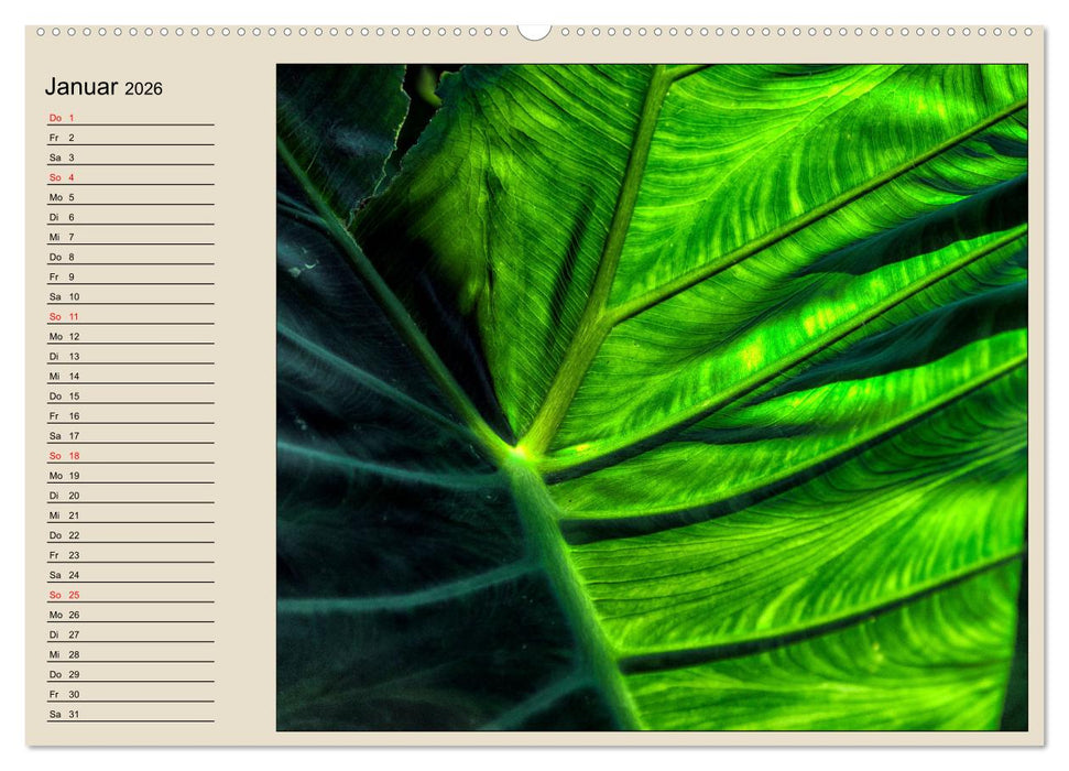 Naturformen, Blatt, Holz, Fels (CALVENDO Wandkalender 2026)
