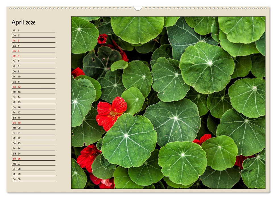 Naturformen, Blatt, Holz, Fels (CALVENDO Wandkalender 2026)