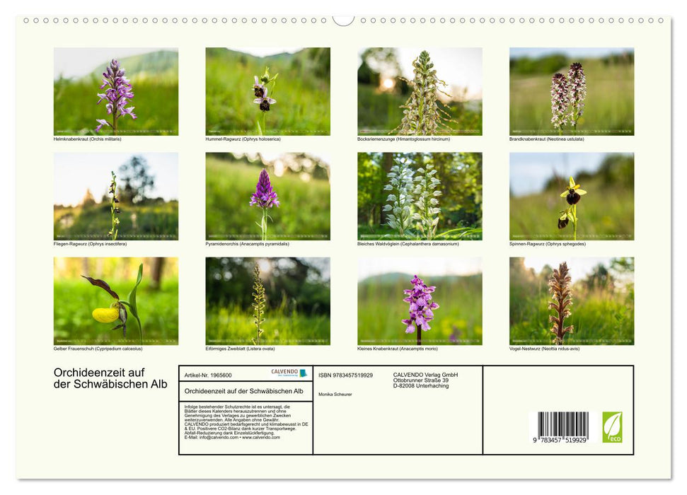 Orchideenzeit auf der Schwäbischen Alb (CALVENDO Premium Wandkalender 2026)