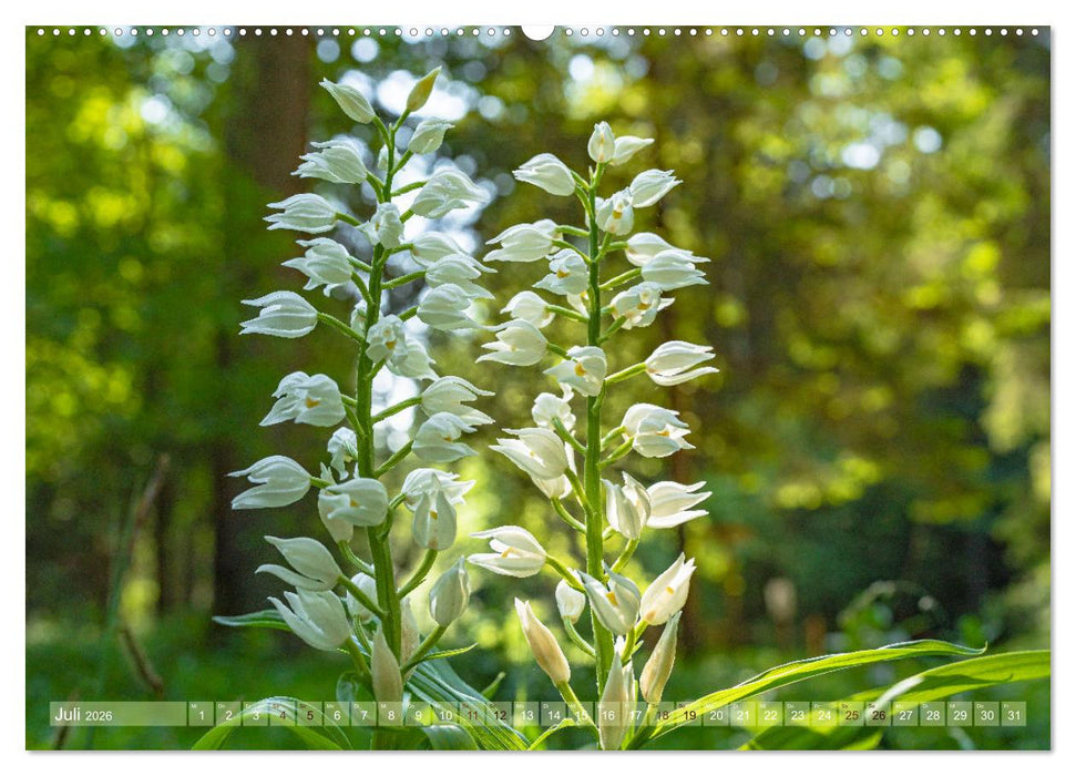 Orchideenzeit auf der Schwäbischen Alb (CALVENDO Premium Wandkalender 2026)