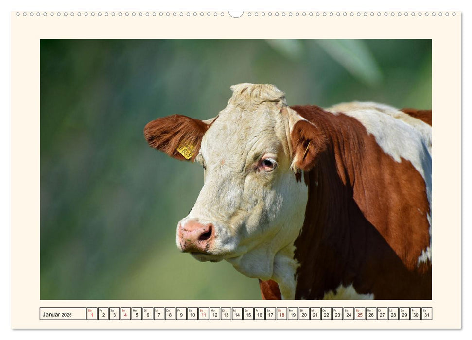 Glückliche Rinder auf saftigen Weiden (CALVENDO Wandkalender 2026)