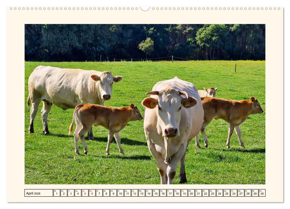 Glückliche Rinder auf saftigen Weiden (CALVENDO Wandkalender 2026)