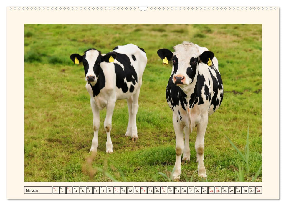 Glückliche Rinder auf saftigen Weiden (CALVENDO Wandkalender 2026)