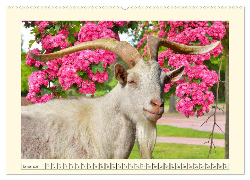 Wer meckert da? (CALVENDO Premium Wandkalender 2026)