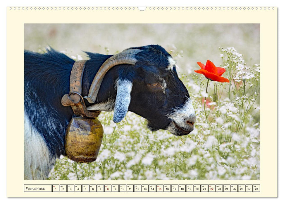Wer meckert da? (CALVENDO Premium Wandkalender 2026)
