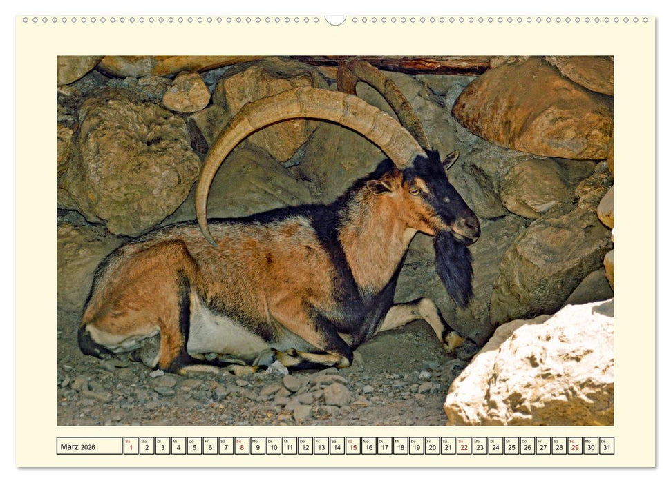 Wer meckert da? (CALVENDO Premium Wandkalender 2026)