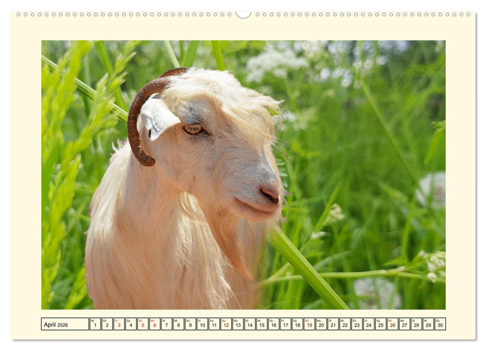 Wer meckert da? (CALVENDO Premium Wandkalender 2026)