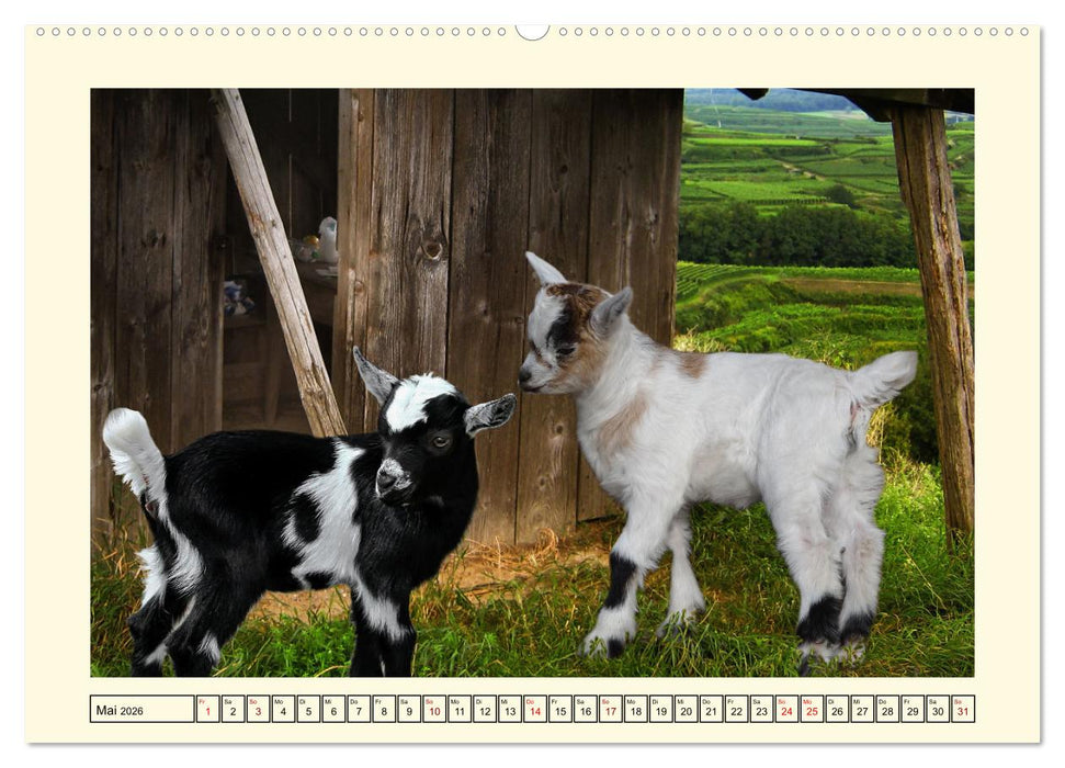 Wer meckert da? (CALVENDO Premium Wandkalender 2026)