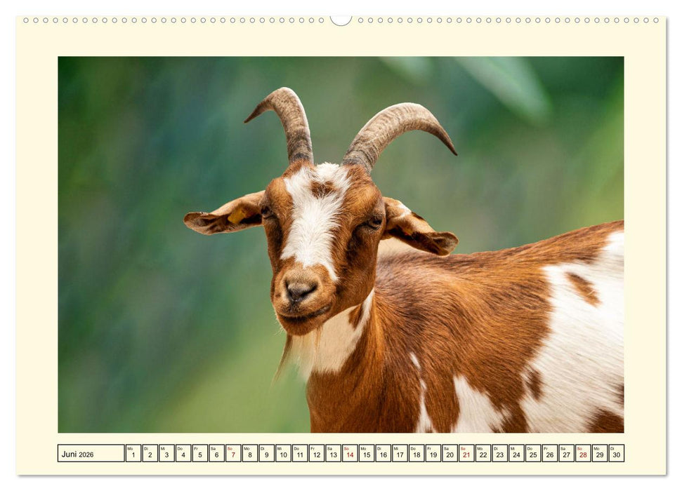 Wer meckert da? (CALVENDO Premium Wandkalender 2026)