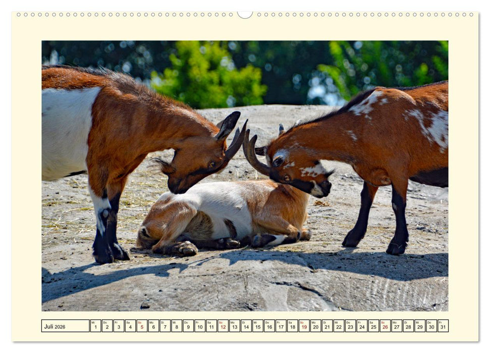 Wer meckert da? (CALVENDO Premium Wandkalender 2026)