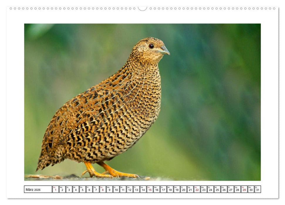 Naturschutz in Deutschland (CALVENDO Premium Wandkalender 2026)