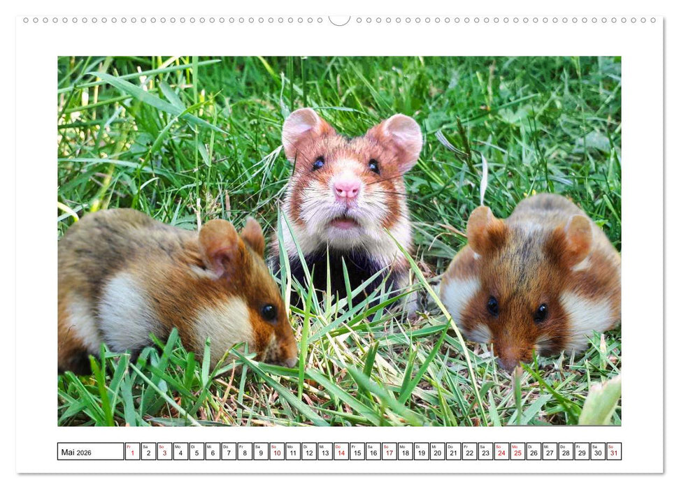 Naturschutz in Deutschland (CALVENDO Premium Wandkalender 2026)