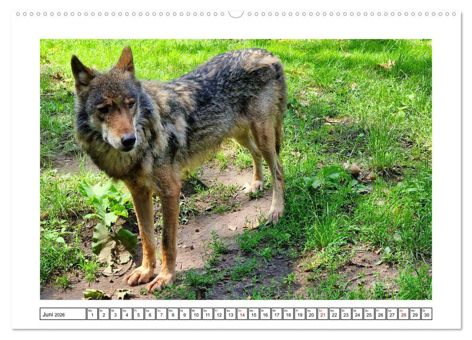 Naturschutz in Deutschland (CALVENDO Premium Wandkalender 2026)