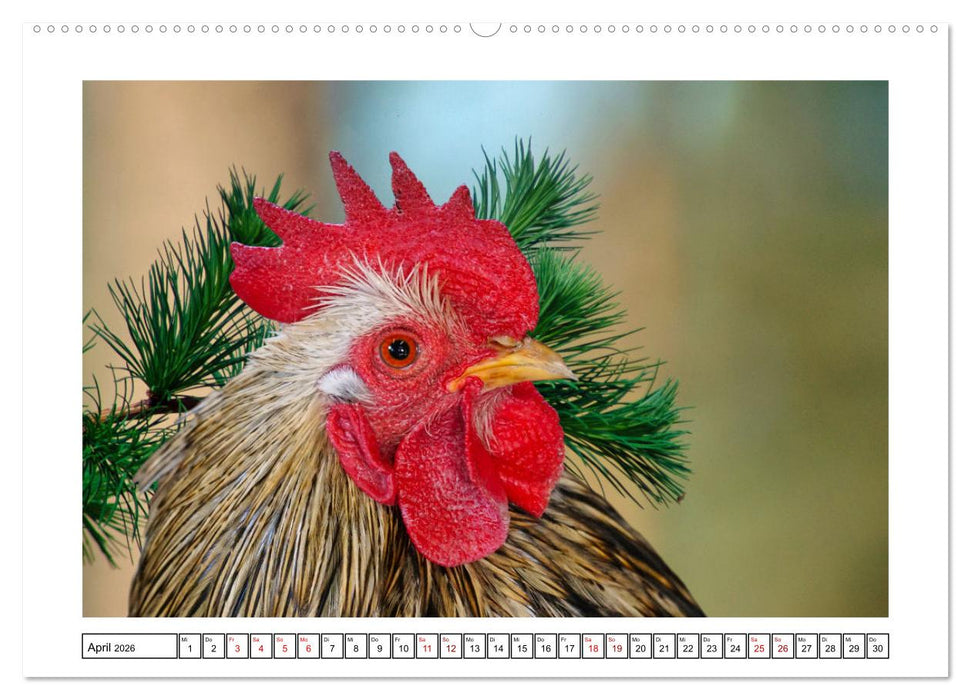 Glückliche Freilandhühner (CALVENDO Premium Wandkalender 2026)