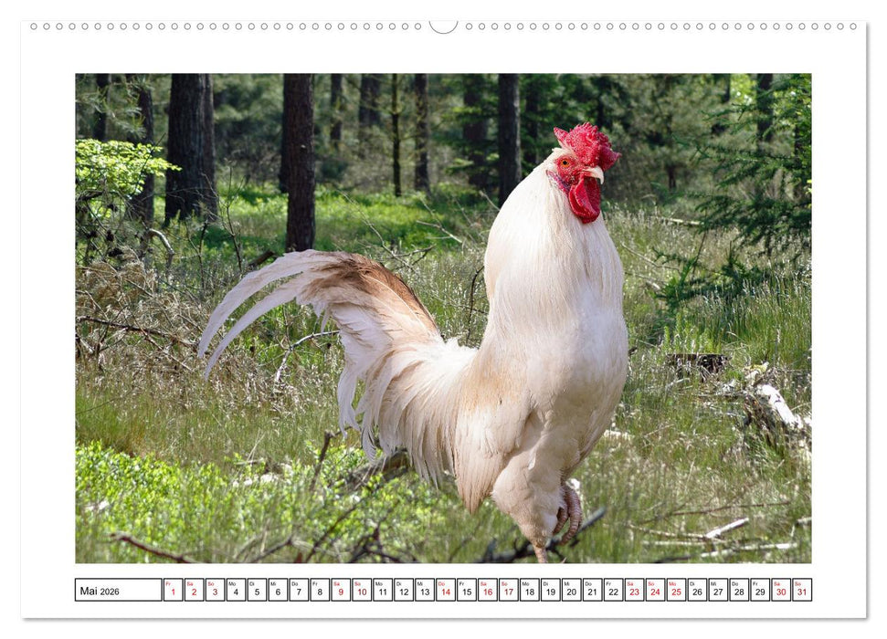 Glückliche Freilandhühner (CALVENDO Premium Wandkalender 2026)