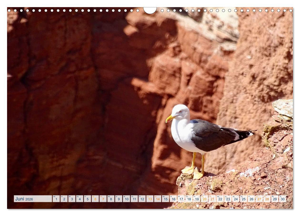 Die Nordsee - Im Wandel der Jahreszeiten (CALVENDO Wandkalender 2026)