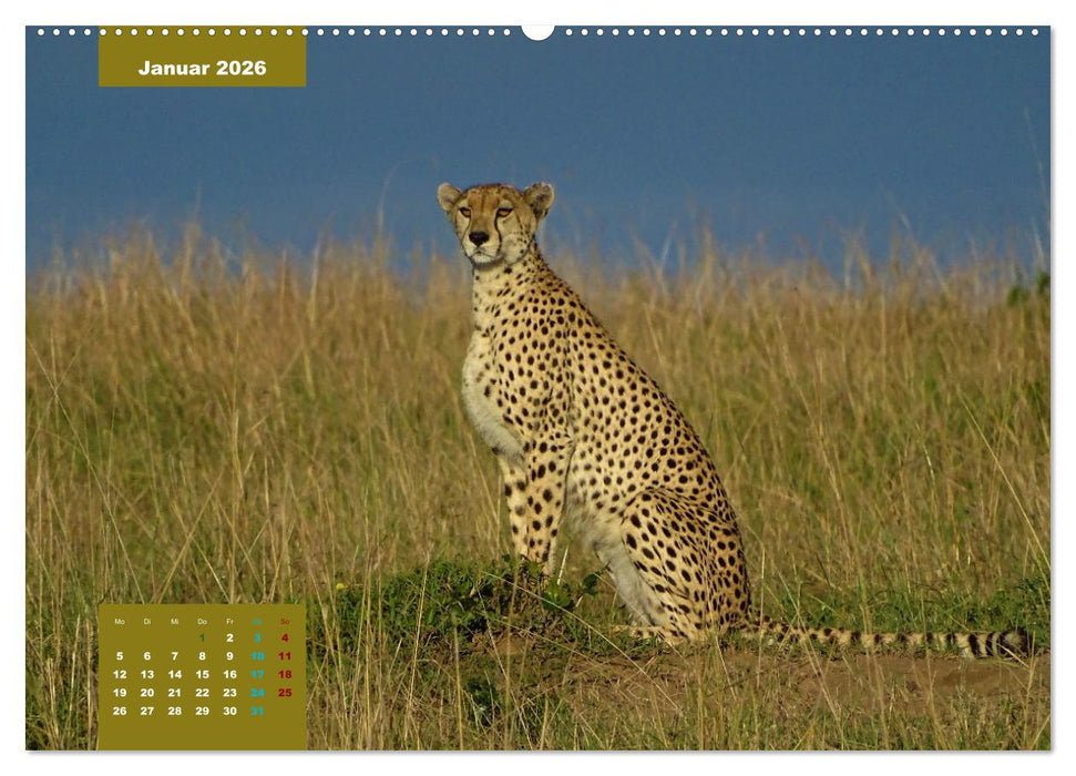 Safari njema - Safari Impressionen Kenia (CALVENDO Wandkalender 2026)