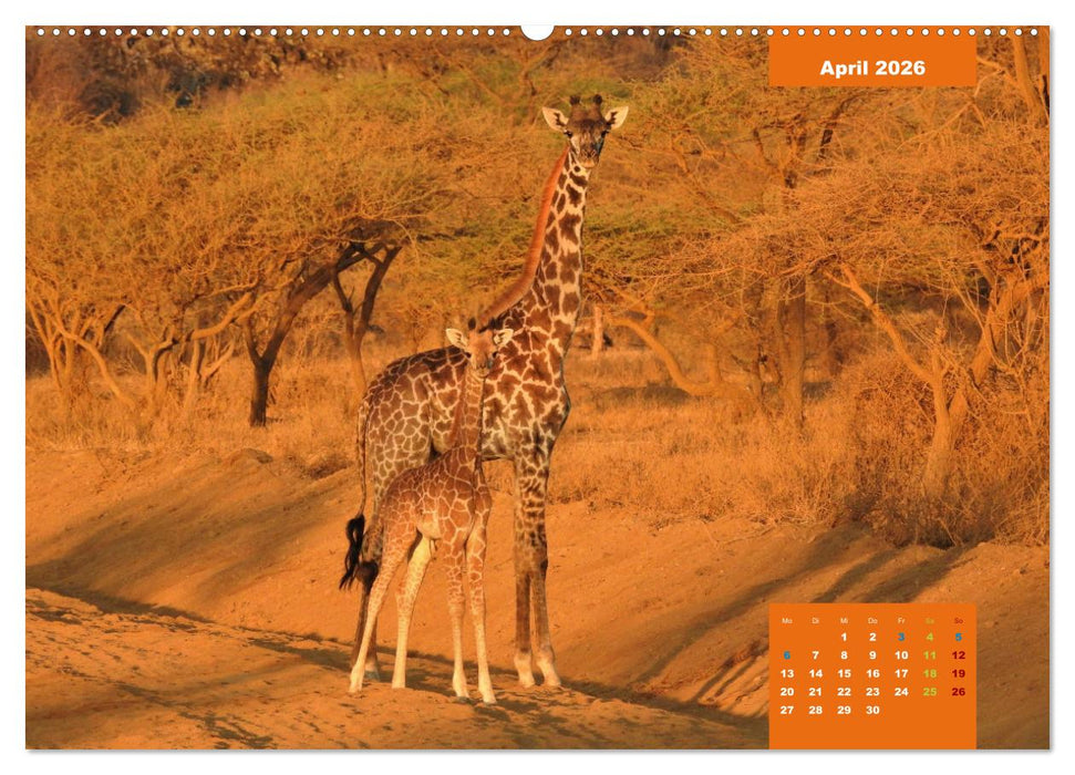 Safari njema - Safari Impressionen Kenia (CALVENDO Premium Wandkalender 2026)