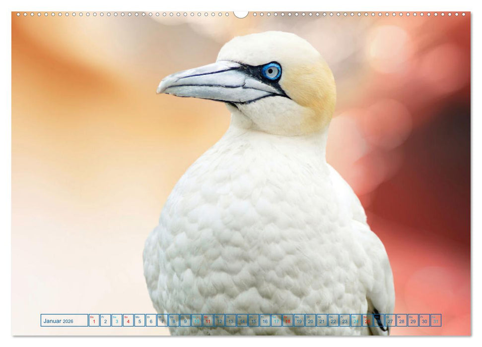 Die bunte Welt der Vögel (CALVENDO Premium Wandkalender 2026)
