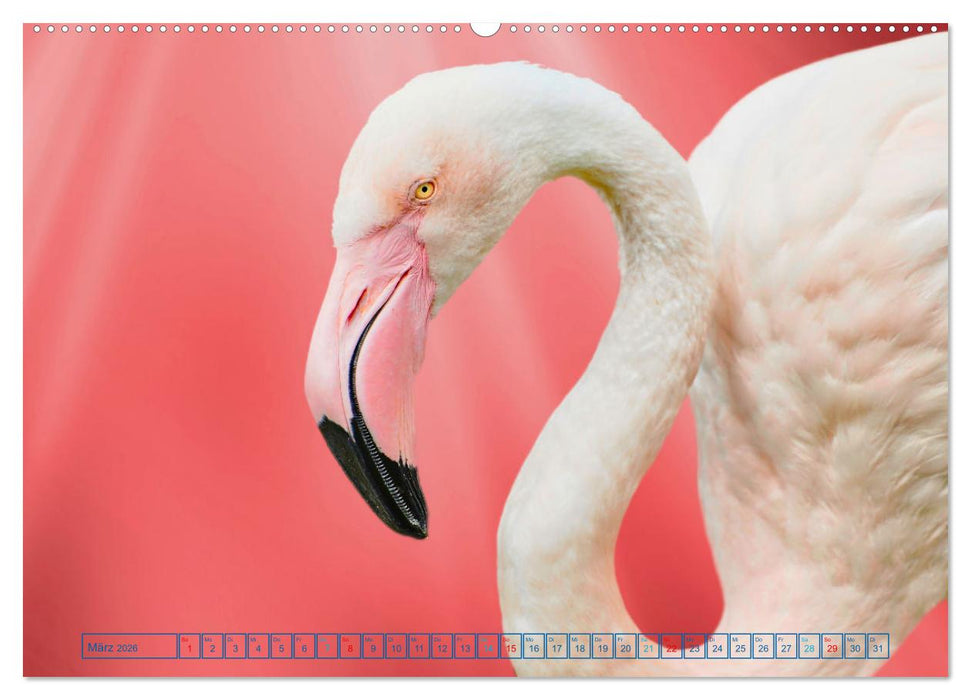 Die bunte Welt der Vögel (CALVENDO Premium Wandkalender 2026)