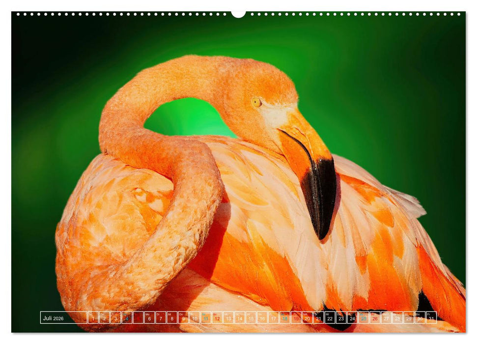 Die bunte Welt der Vögel (CALVENDO Premium Wandkalender 2026)