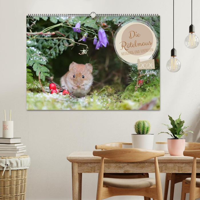Die Rötelmaus - neugierig und verfressen (CALVENDO Wandkalender 2026)