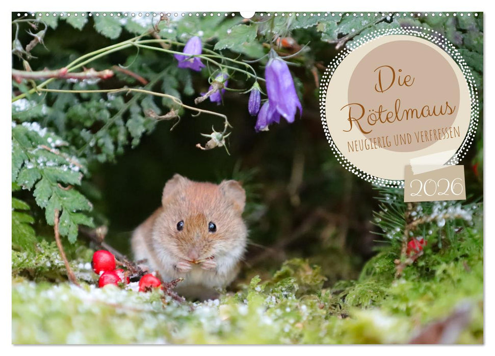 Die Rötelmaus - neugierig und verfressen (CALVENDO Wandkalender 2026)