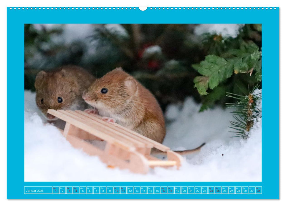 Die Rötelmaus - neugierig und verfressen (CALVENDO Wandkalender 2026)