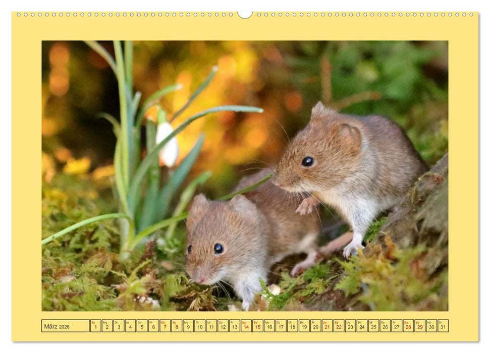 Die Rötelmaus - neugierig und verfressen (CALVENDO Wandkalender 2026)