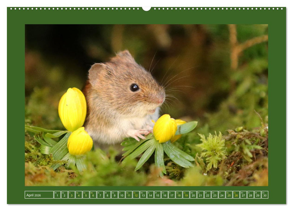 Die Rötelmaus - neugierig und verfressen (CALVENDO Wandkalender 2026)