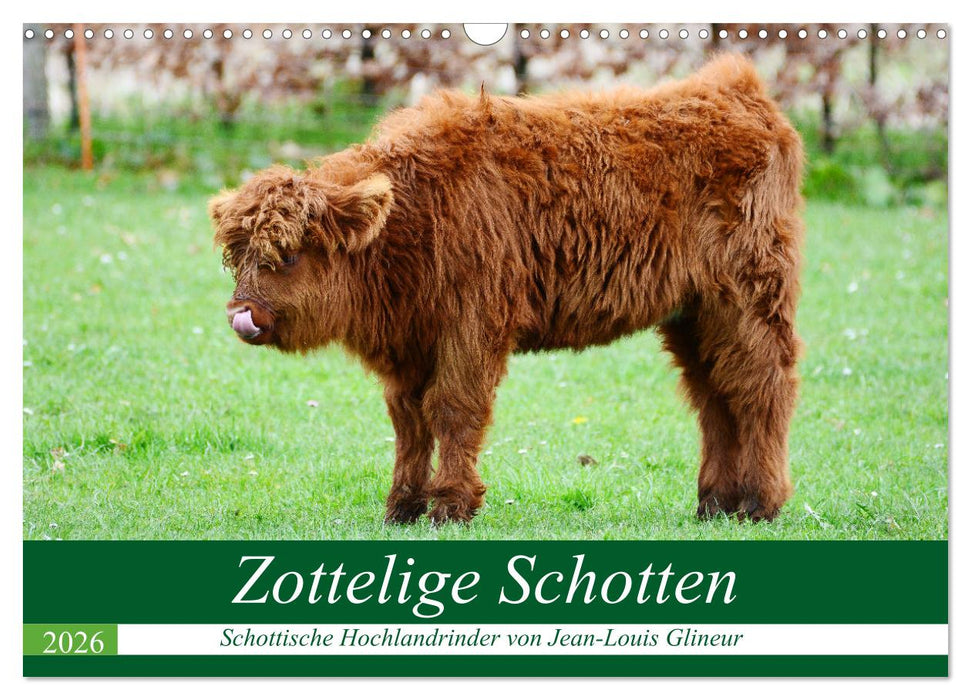 Zottelige Schotten (CALVENDO Wandkalender 2026)