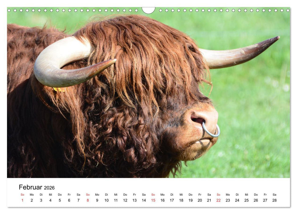 Zottelige Schotten (CALVENDO Wandkalender 2026)